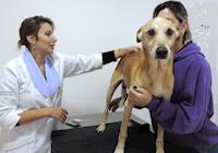 Acupuntura com eletroestimulação e até implante de ouro ajuda a aliviar dores nos animais