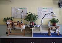 Donos de cães e gatos na China usam acupuntura para tratar dores de seus pets